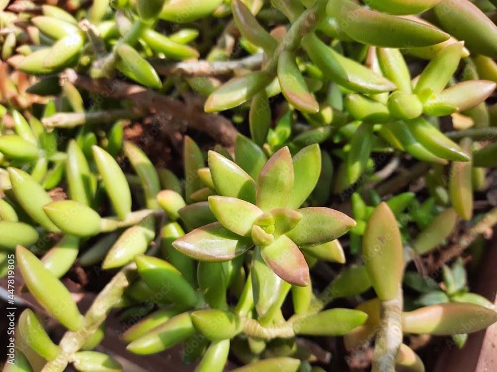 Close up macro shot of a sedum nussbaumerianum, coppertone stonecrop, succulent plant with thick colorful star-shaped flowers. Sedum adolphi plant. Close up macro shot of a sedum nussbaumerianum, coppertone stonecrop, succulent plant with thick colorful star-shaped flowers. Sedum adolphi plant.