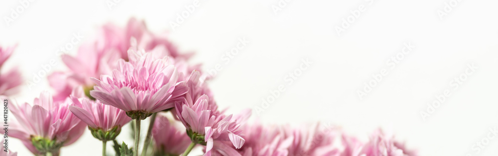 Closeup of pink Mums flower with copy space using as background natural flora, ecology cover page concept.