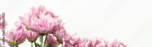 Closeup of pink Mums flower with copy space using as background natural flora  ecology cover page concept.