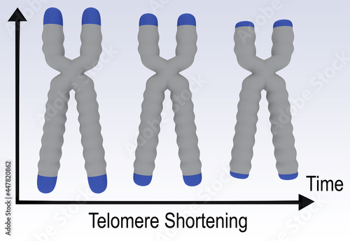 Telomere Shortening concept photo