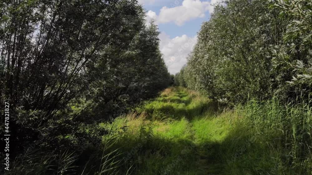 Aerial Dolly Forward Along Grass Verge Path Lined By Trees Aerial Dolly Forward Along Grass Verge Path Lined By Trees