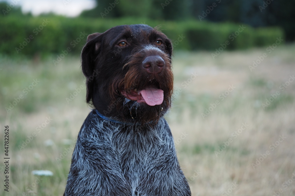 Hunting dog of German Drathaar breed in nature in summer. Hunting dog of German Drathaar breed in nature in summer.