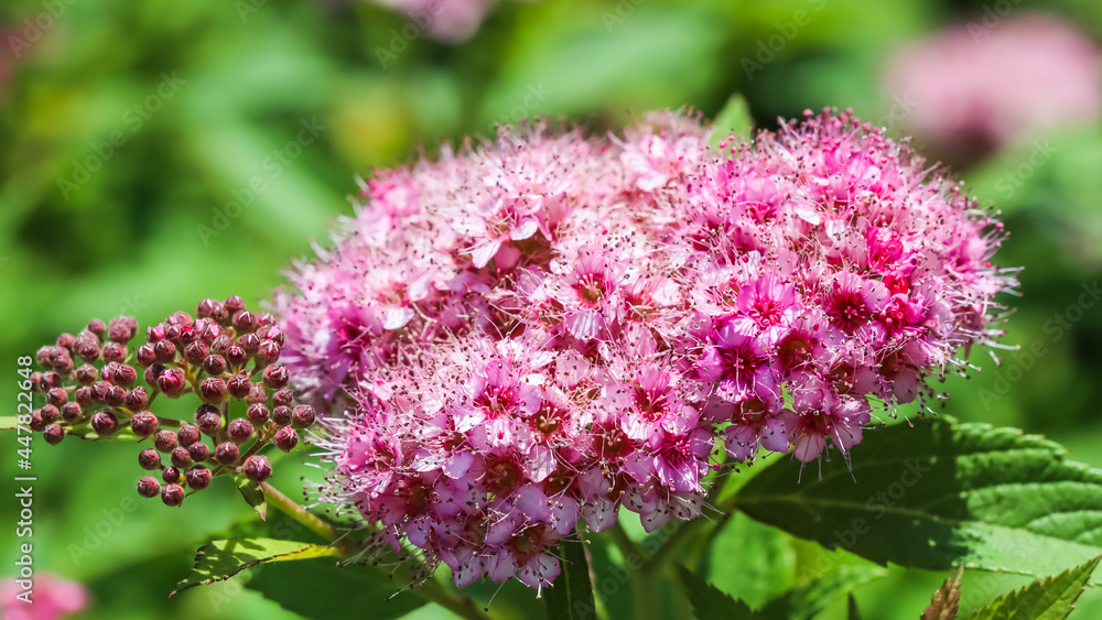 Branch of spiraea. Blooming spirea Japanese by pink flower in a summer garden. Branch of spiraea. Blooming spirea Japanese by pink flower in a summer garden.