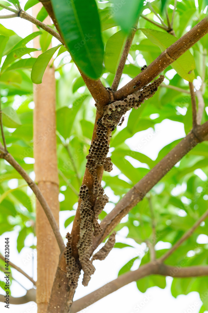 Many wasps nest on a tree. The nest looks like a hole. Ming saw the wasp and its eggs. Many wasps nest on a tree. The nest looks like a hole. Ming saw the wasp and its eggs.