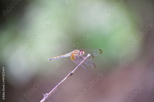 Dragonfly © Arun