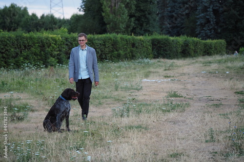 Hunting dog of German Drahthaar breed outdoors in a park or field in summer with the owner.