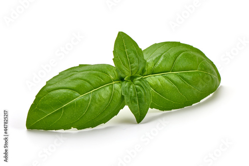 Fresh basil leaves, isolated on white background. High resolution image.
