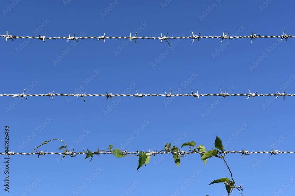 ネットスポーツやウォールスポーツにはどんな種類があるの？