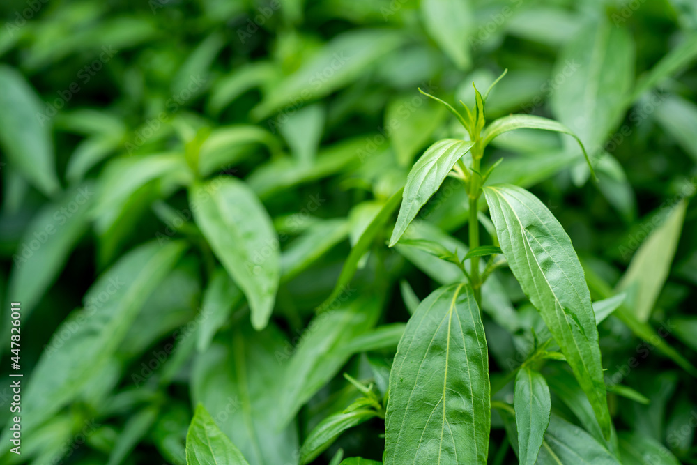Close-up of fresh herb leaves, Andrographis paniculata. Fah Talai jhon is a Thai herb that helps relieve sore throat. Natural vegetables that protect against corona Close-up of fresh herb leaves, Andrographis paniculata. Fah Talai jhon is a Thai herb that helps relieve sore throat. Natural vegetables that protect against corona