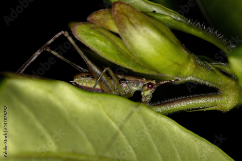 Leaf Katydid Nymph photo