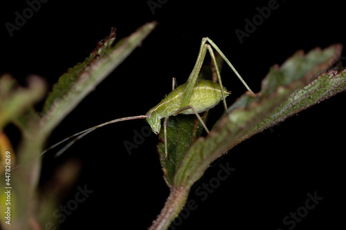 Leaf Katydid Nymph photo