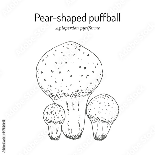 Pear-shaped or stump puffball Apioperdon pyriforme , edible mushroom