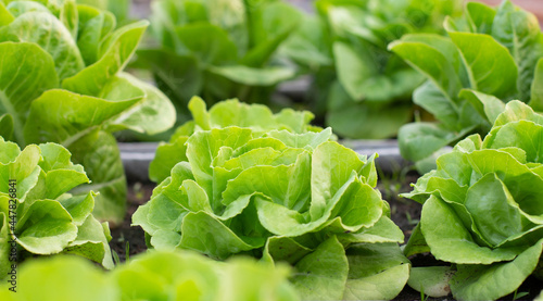 Beautiful organic Mini Cos or Green Oak Lettuce garden on the soil growing, Agriculture bio production concept.Non chemicals