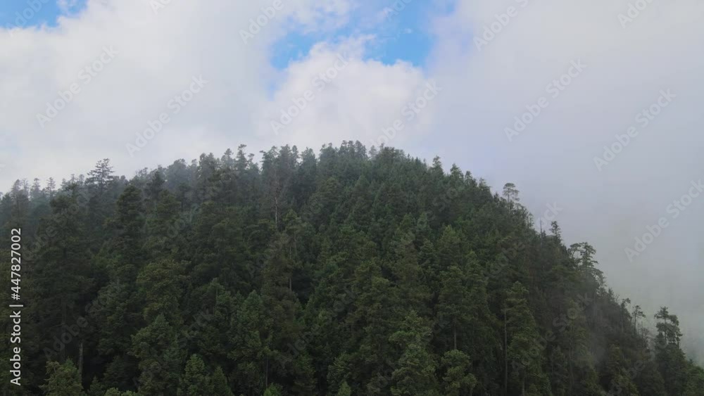 Jib up at a foggy day in middle of forest with beautiful view of pines Jib up at a foggy day in middle of forest with beautiful view of pines