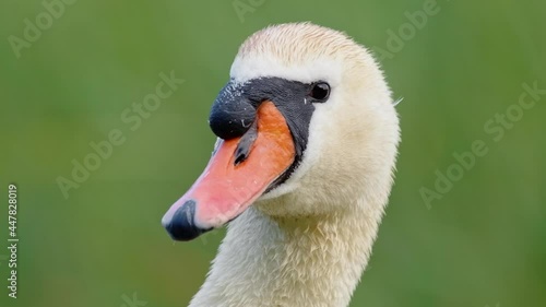 Mute swan (Cygnus olor) portrait, white bird head face close up