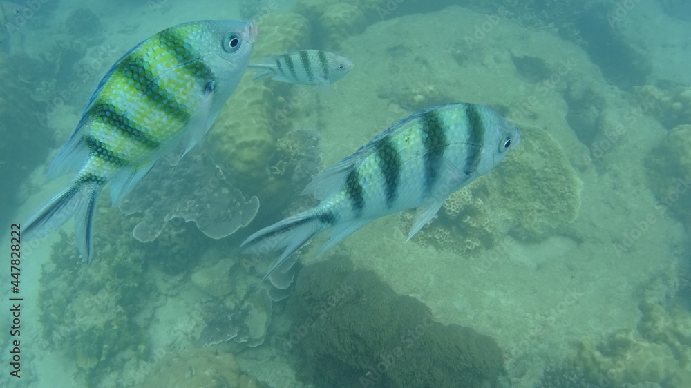 Fototapeta premium マレーシア ペルヘンティアン島の魚