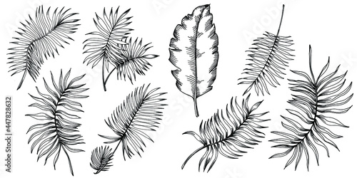 Vector Exotic tropical hawaiian summer. Palm beach tree jungle botanical leaves. Black and white engraved ink art. Leaf plant botanical garden floral foliage. Isolated leaf illustration element.