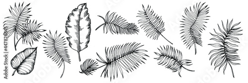 Vector Exotic tropical hawaiian summer. Palm beach tree jungle botanical leaves. Black and white engraved ink art. Leaf plant botanical garden floral foliage. Isolated leaf illustration element.