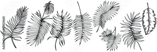 Vector Exotic tropical hawaiian summer. Palm beach tree jungle botanical leaves. Black and white engraved ink art. Leaf plant botanical garden floral foliage. Isolated leaf illustration element.