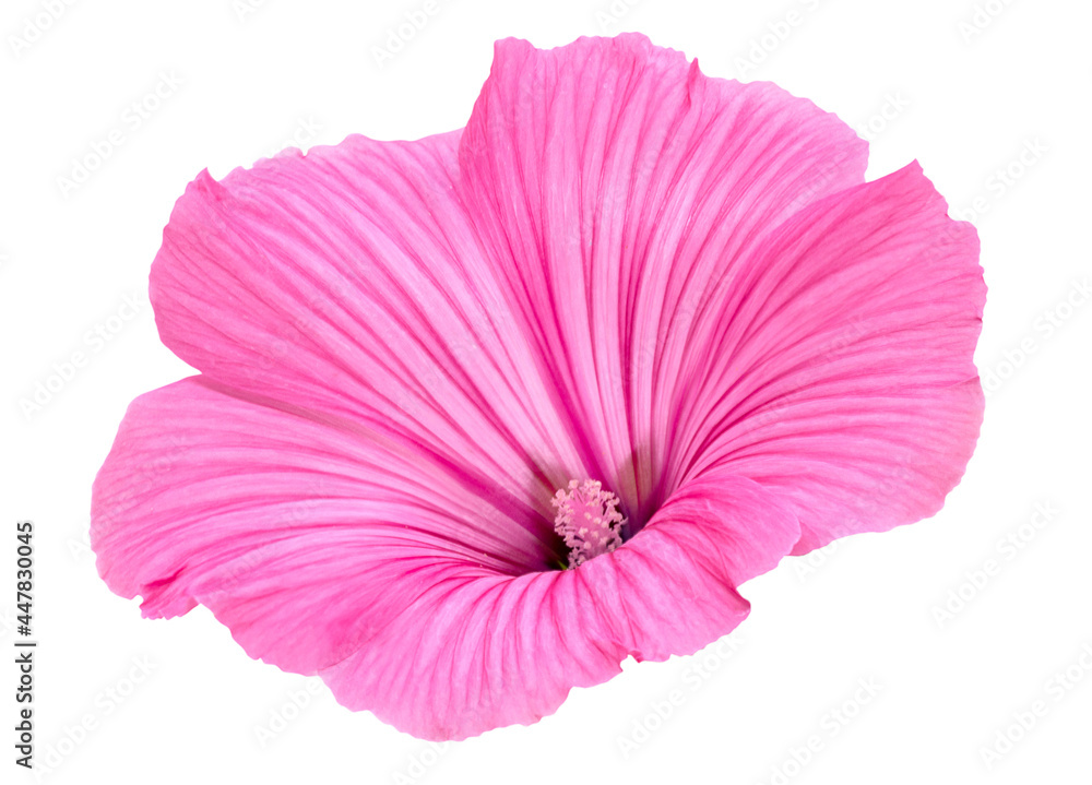Beautiful isolated mallow flower on white background