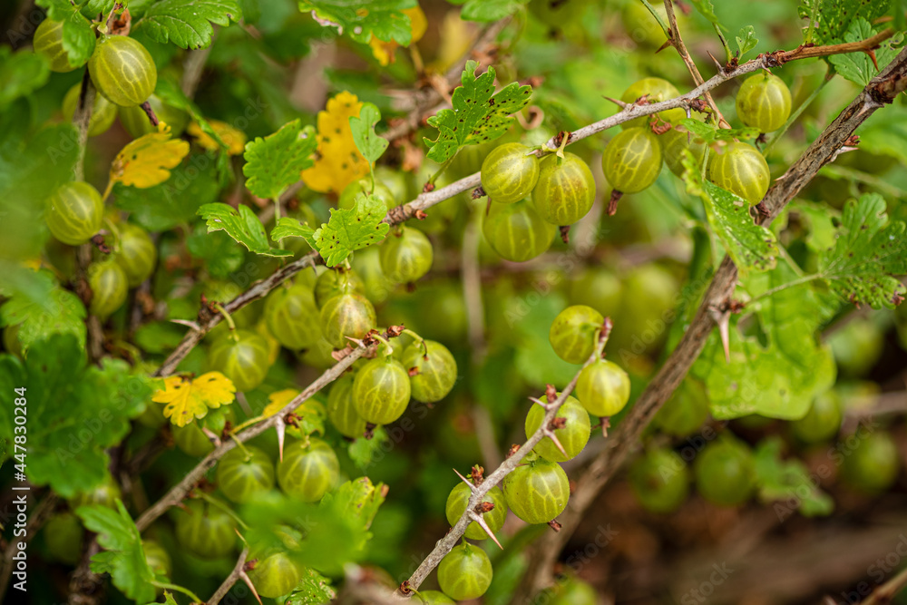 Download Preview.Share.Add to Likebox.Gooseberry Fresh and Ripe Organic Gooseberries Growing Download Preview.Share.Add to Likebox.Gooseberry Fresh and Ripe Organic Gooseberries Growing
