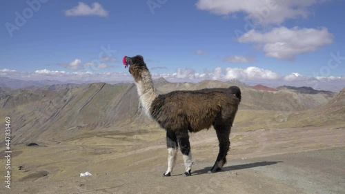 A llama glama posing in the seven colors new rainbow Mountains of Cusco, Peru with the Andes in the Background photo