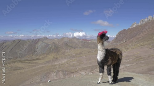 A llama in the seven colors rainbown Mountains of Cusco, Peru in the andes. photo