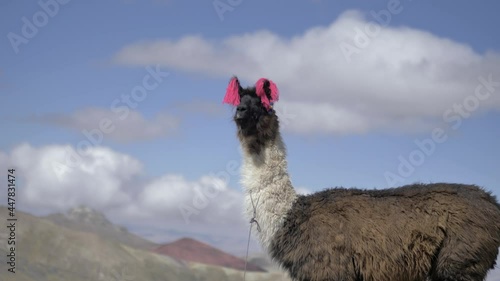 A llama in the mountains of cusco peru photo