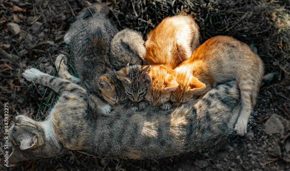Mama gato alimentando a sus cuatro gatitos familia felina