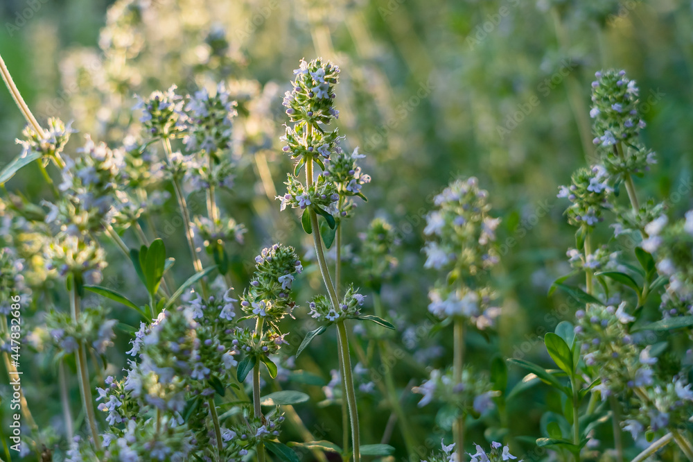 A bush of flowering medicinal herb thyme in a field lit from the side by the sun on a summer evening A bush of flowering medicinal herb thyme in a field lit from the side by the sun on a summer evening