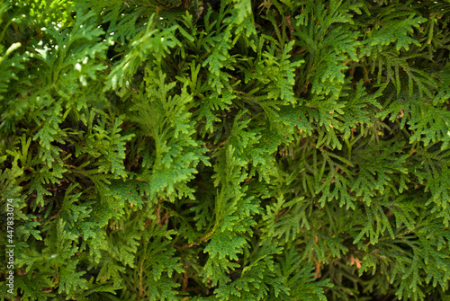 Bright green plants in sunny weather close-up