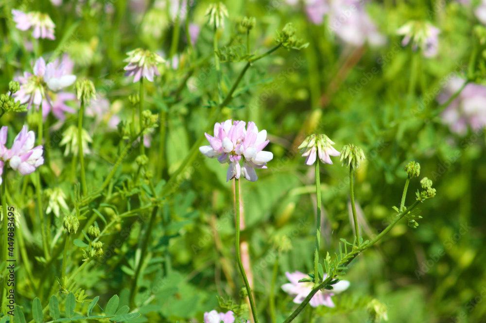 Multiple crownvetch in bloom closeup view of it Multiple crownvetch in bloom closeup view of it