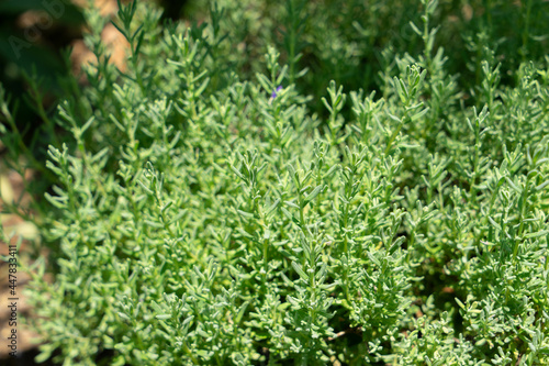 フレンチラベンダー　パンデラパープル　シソ科