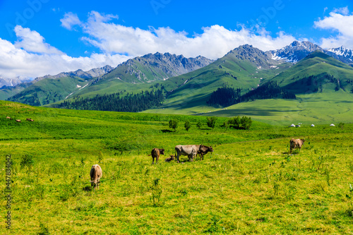 Nalati Grassland natural scenery in Xinjiang,China. © ABCDstock