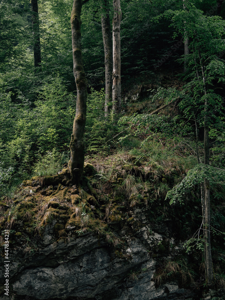 tree in the forest tree in the forest