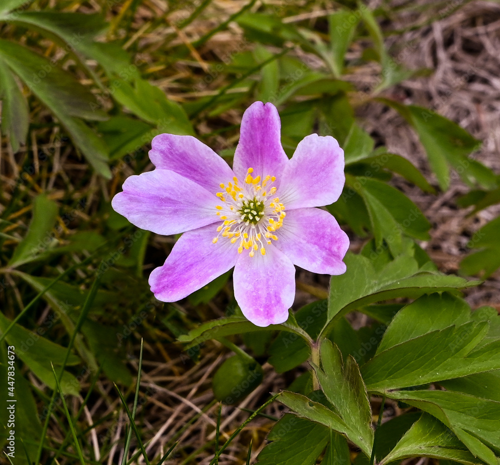 Wood Anemone or Windflower (Anemone nemorosa) in spa gardens of Baden Baden. Baden Wuerttemberg, Germany, Europe Wood Anemone or Windflower (Anemone nemorosa) in spa gardens of Baden Baden. Baden Wuerttemberg, Germany, Europe