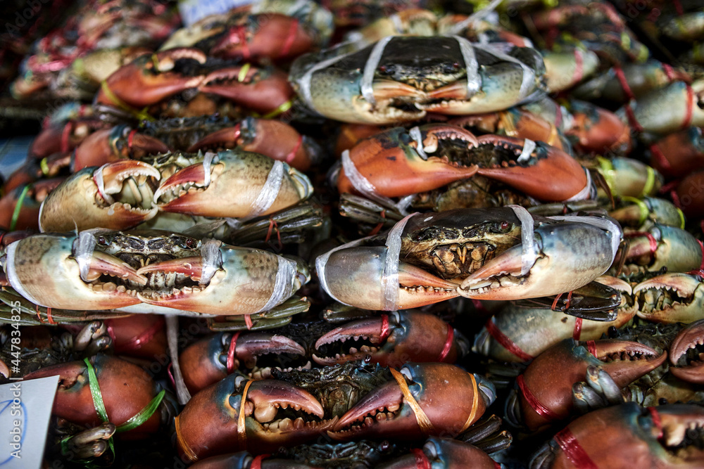 fresh sea crabs tied up for sale at the seafood market fresh sea crabs tied up for sale at the seafood market