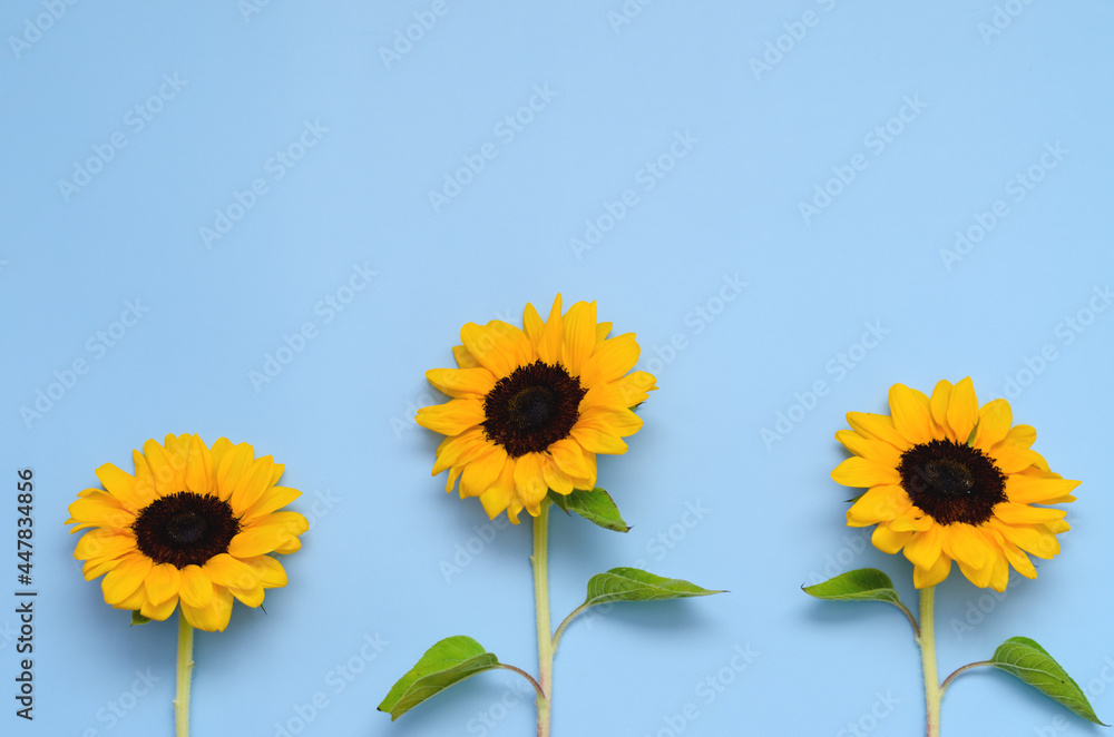 Top view of fresh yellow sunflower with sunflower seeds, sunflower oil on blue background. Flat lay. Copy space. Summer concept, harvest time, agriculture. Produce of sunflower oil concept. Top view of fresh yellow sunflower with sunflower seeds, sunflower oil on blue background. Flat lay. Copy space. Summer concept, harvest time, agriculture. Produce of sunflower oil concept.