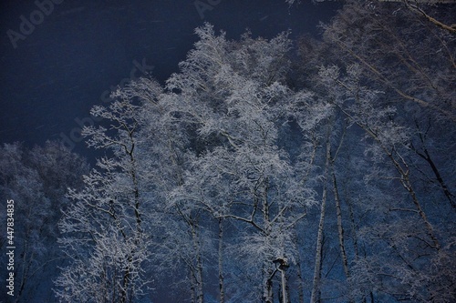 Ośnieżone drzewa zimą © Marek