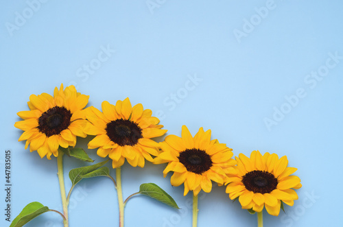 Beautiful fresh sunflowers with leaves on blue background. Flat lay  top view. Copy space. Summer concept  harvest time  agriculture. Sunflower natural background.