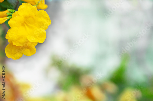 Spring floral nature background