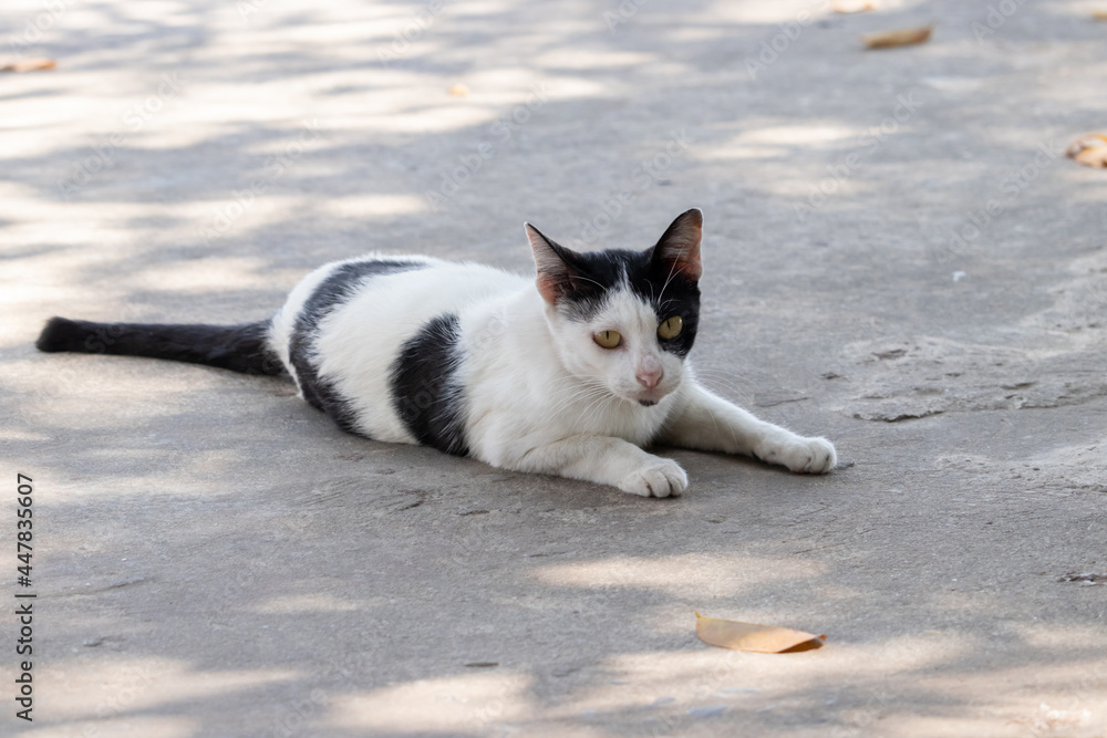 A cute cat lying on the cement floor