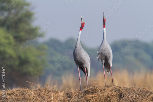 The sarus crane (Antigone antigone) courtship pair at Bharatpur Bird Sanctuary, India, Asia.