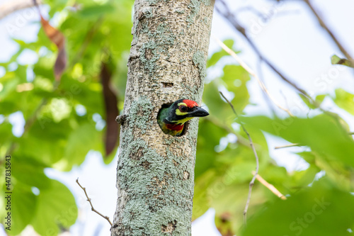 Coppersmith barbet in tree hollow photo