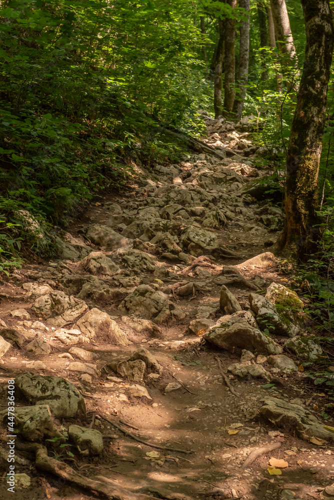 Path with stones in a mountain forest between trees. Path with stones in a mountain forest between trees.