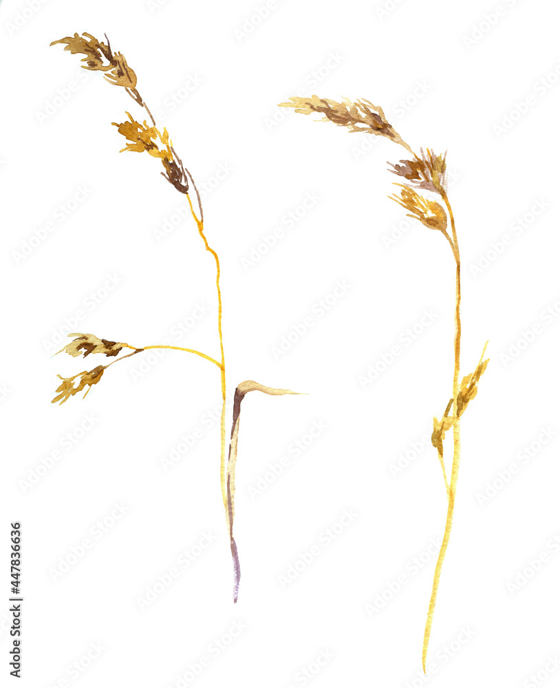 Dry  yellow grass watercolor isolated on white background set for all prints.