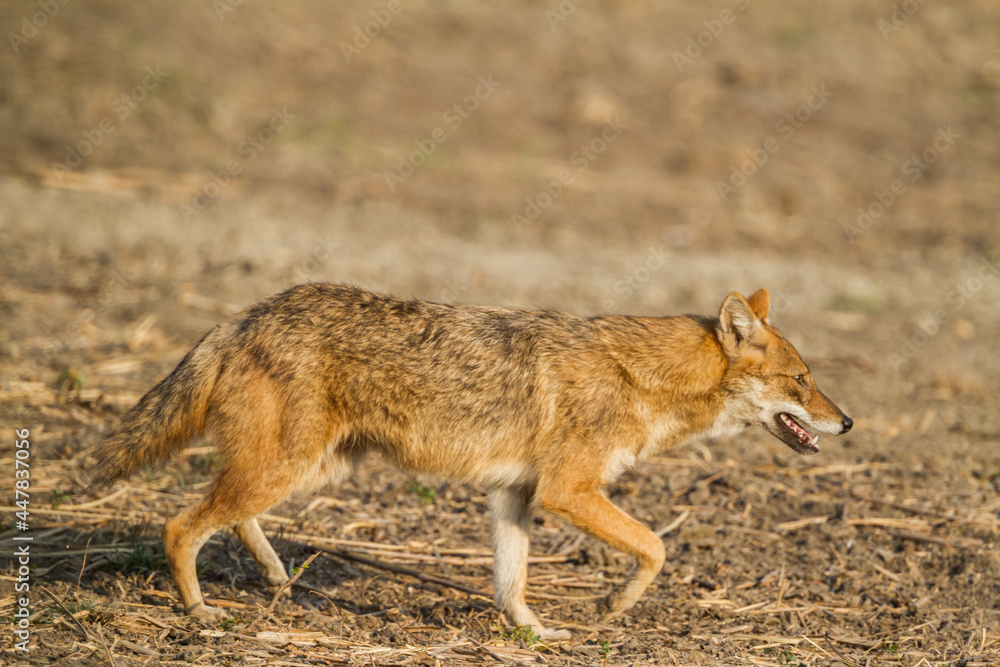 Golden Jackal sideview walking in forest patch in Bharatpur Bird Sanctuary, India
