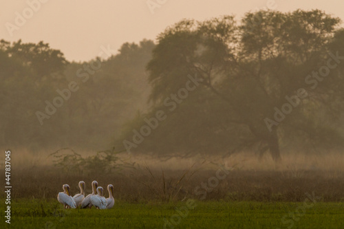 Great White Pelicans in misty winter evening in Bharatpur Bird Sanctuary, India