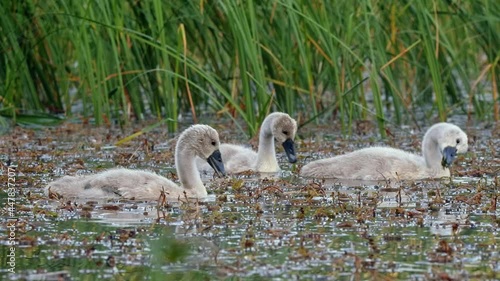 Mute swan (Cygnus olor) family foraging for food in water, cygnet birds feeding in the lake