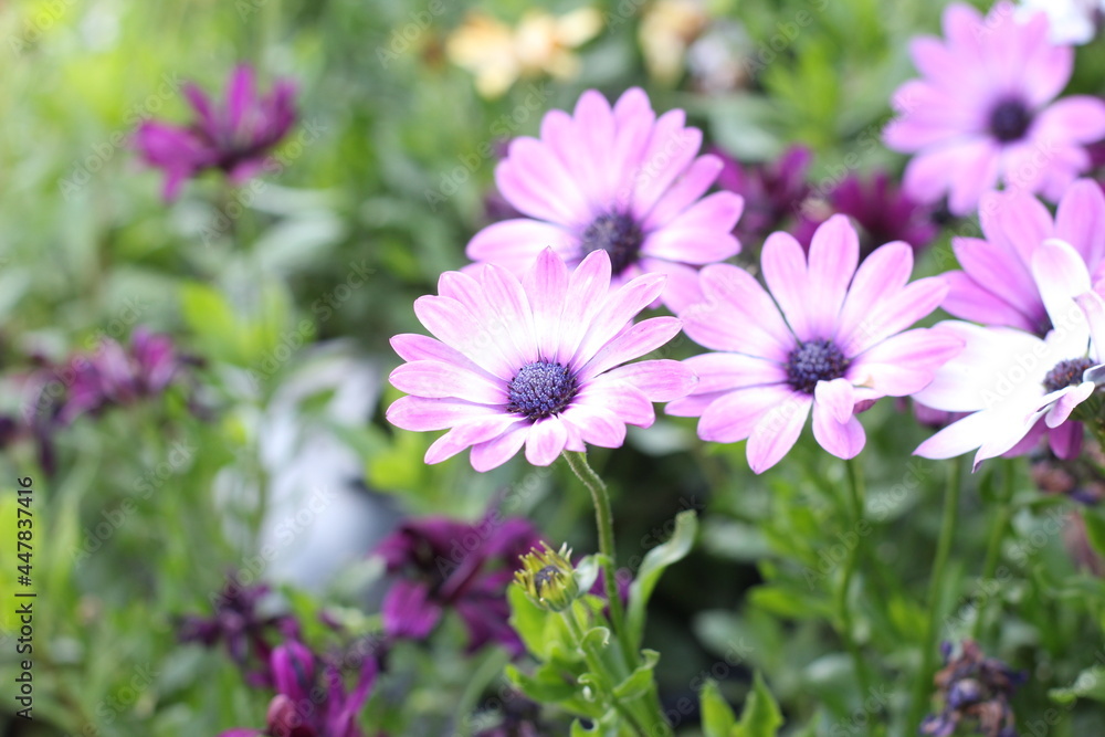Osteospermum Asti African Daisy Osteospermum Asti African Daisy